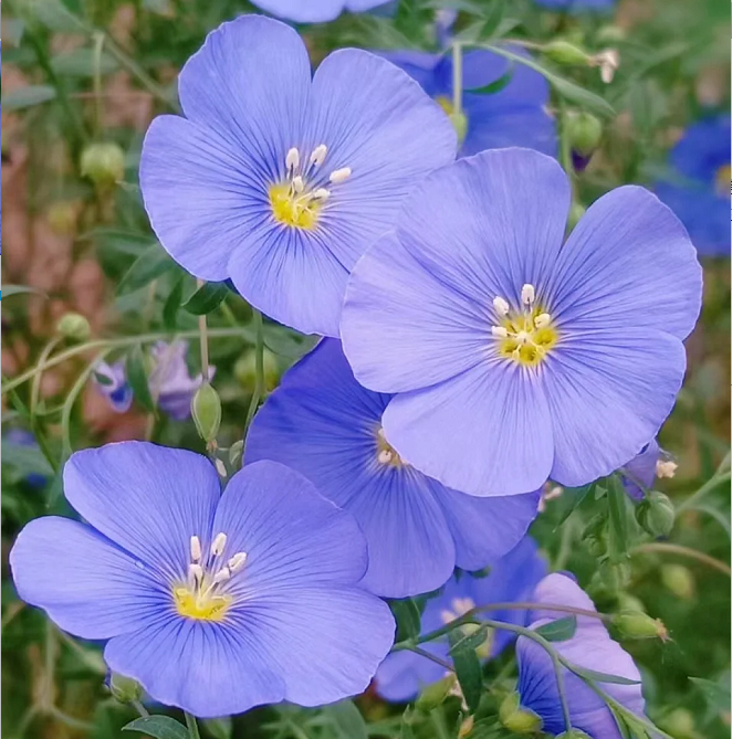 Semillas de Lino Azul Perenne, Linum Perenne
