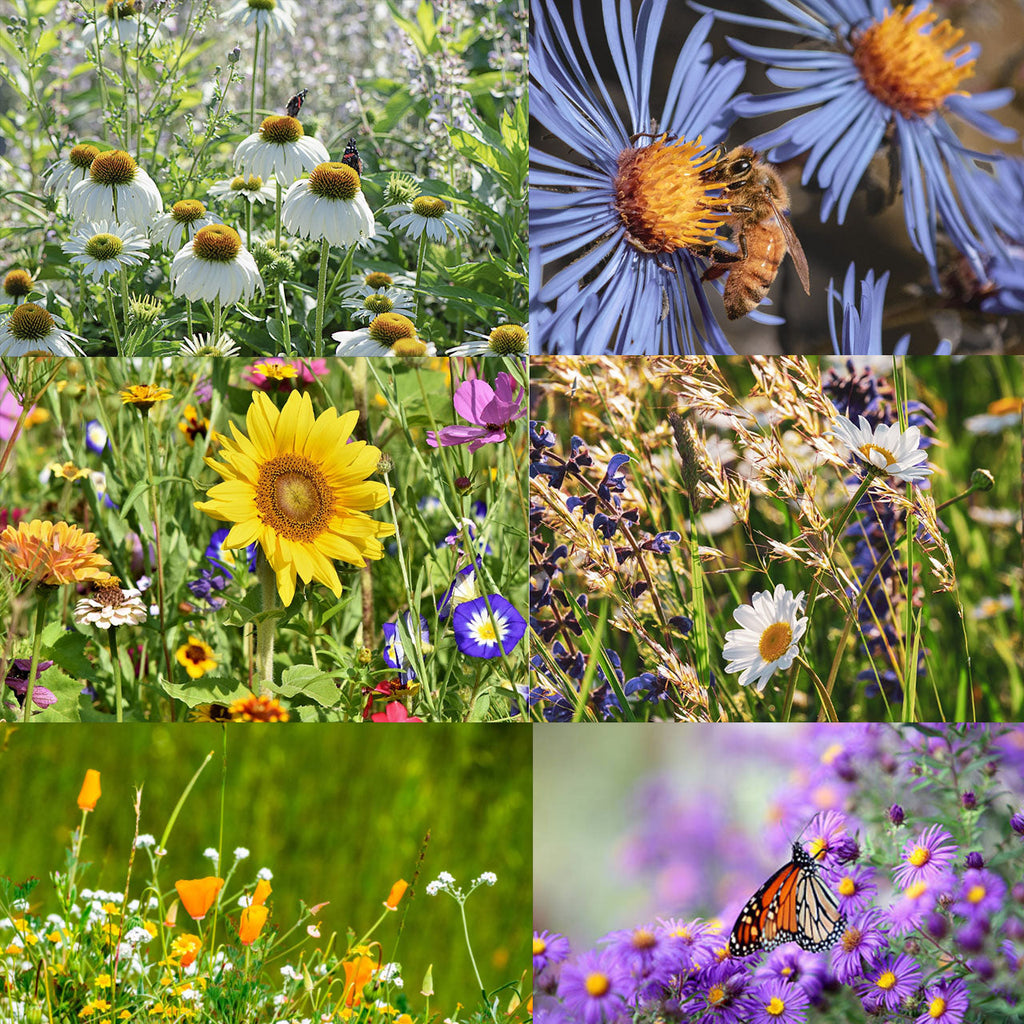 🐝Amigable con los insectos🔥Más de 60 semillas de flores perennes variadas🌿Puras sin OMG