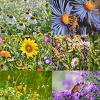 🐝Amigable con los insectos🔥Más de 60 semillas de flores perennes variadas🌿Puras sin OMG