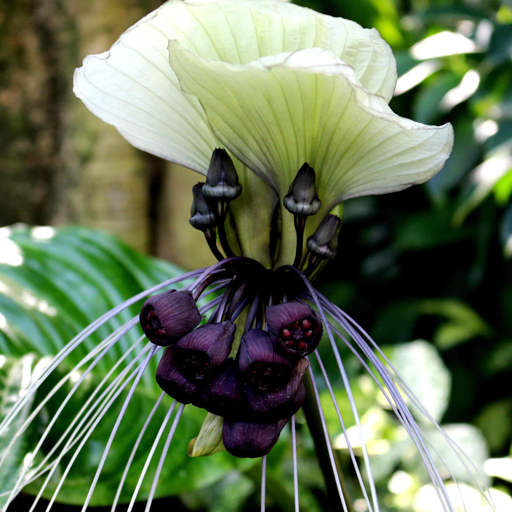 Semillas de flor de murciélago blanca exótica rara | Tacca Integrifolia