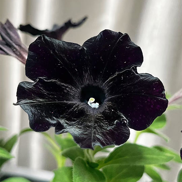 Semillas de petunia Black Velvet