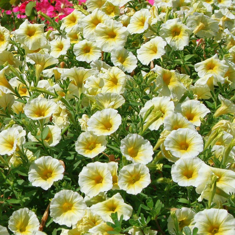 🌸Petunia Seeds