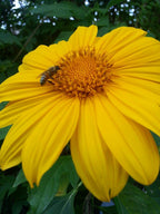 Semillas de girasol mexicano - Amarillas (Tithonia Speciosa Yellow Torch) Semillas.