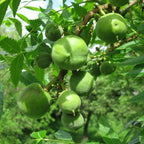 Xanthoceras Sorbifolia, Semillas de la Flor del Árbol de la Lluvia