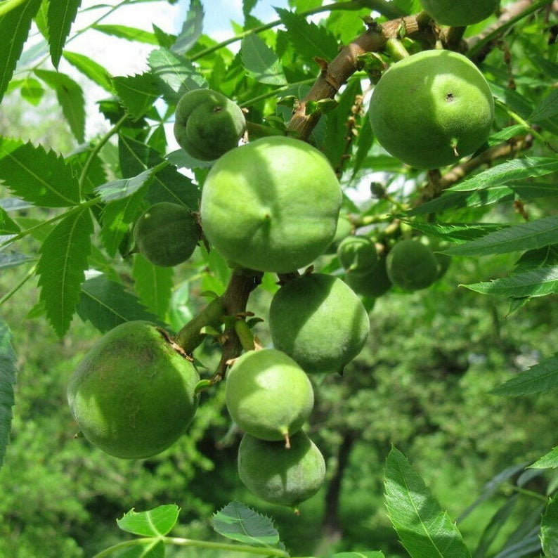 Xanthoceras Sorbifolia, Semillas de la Flor del Árbol de la Lluvia