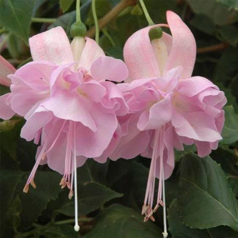 Semillas de flores de fucsia, semillas de flores de linterna, semillas de flores bonsái
