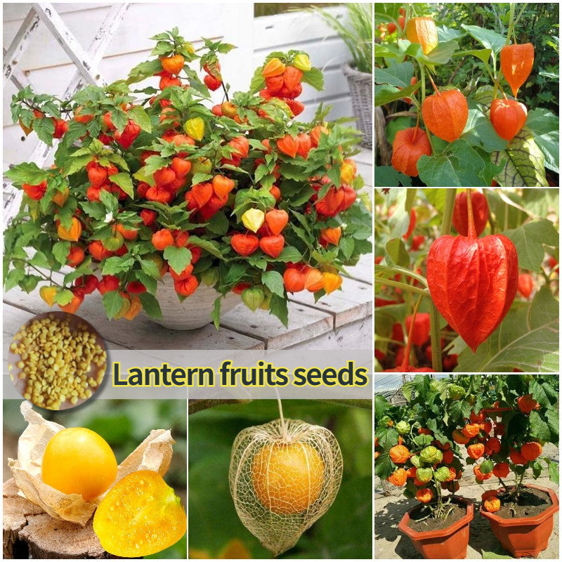 Semillas de Physalis Peruviana Golden Berry Semillas de Aguaymanto