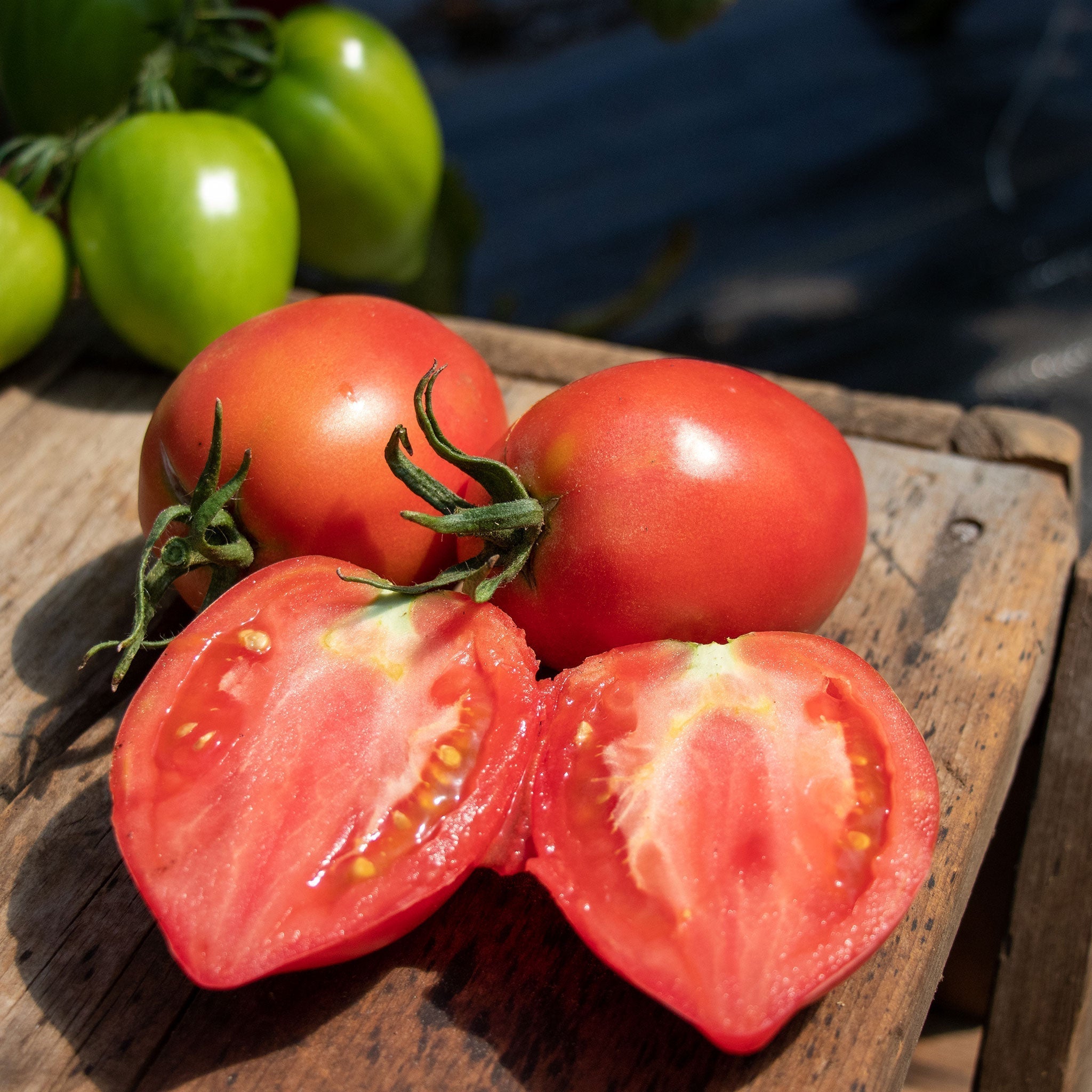 Semillas de Tomate Miel de Mango