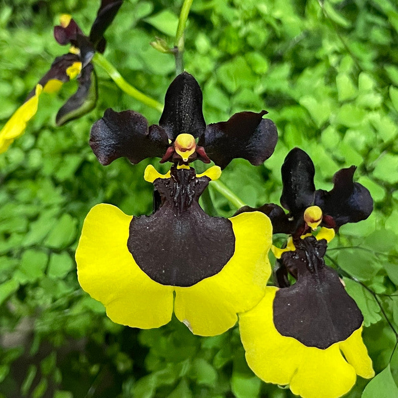 Semillas raras de orquídeas Oncidium - Jiaho Queen