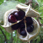 Xanthoceras Sorbifolia, Semillas de la Flor del Árbol de la Lluvia