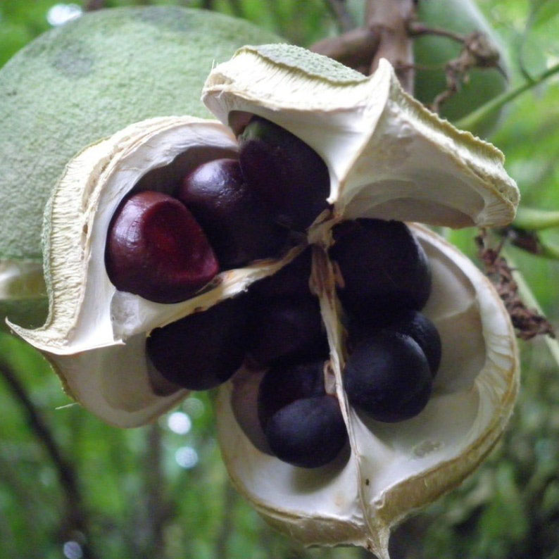 Xanthoceras Sorbifolia, Semillas de la Flor del Árbol de la Lluvia