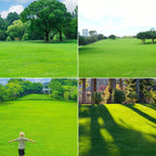 Dwarf Evergreen Lawn Seeds