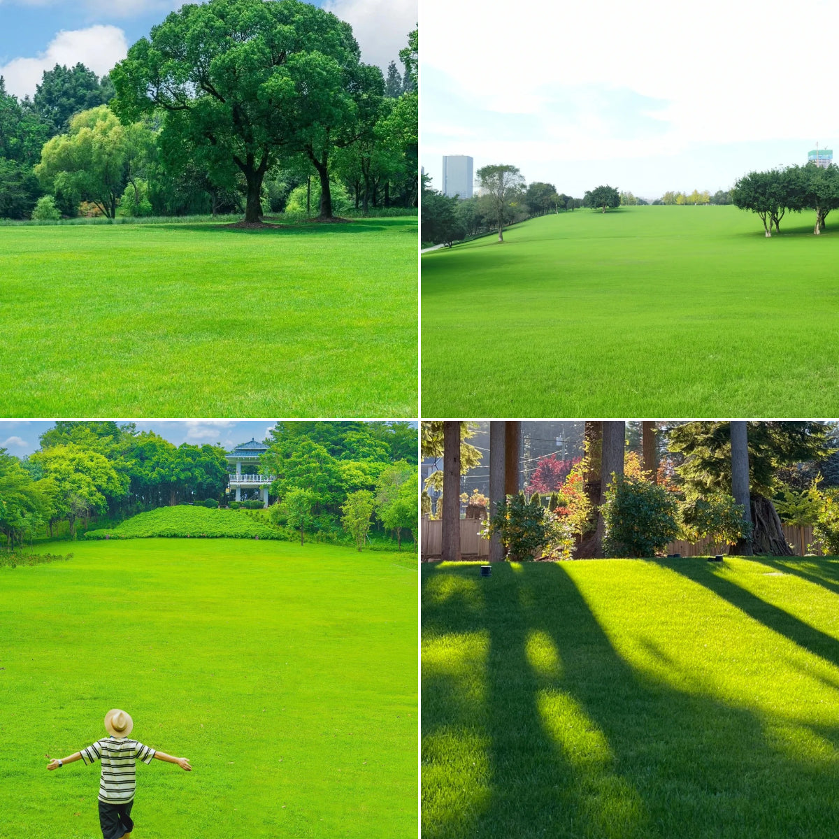 Dwarf Evergreen Lawn Seeds