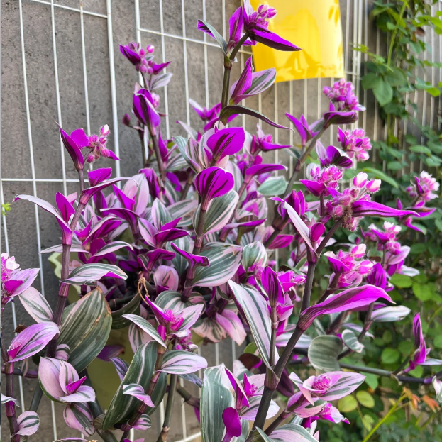 💐Pintura al óleo Orquídea de boda - El judío errante