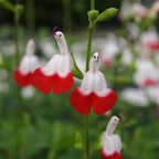 Salvia microphylla 'Hot Lips'