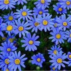 Margarita azul Felicia Amelloides Crisantemo