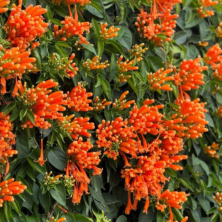 Semillas de Flores Mixtas para Trepar - Más de 30 variedades mezcladas