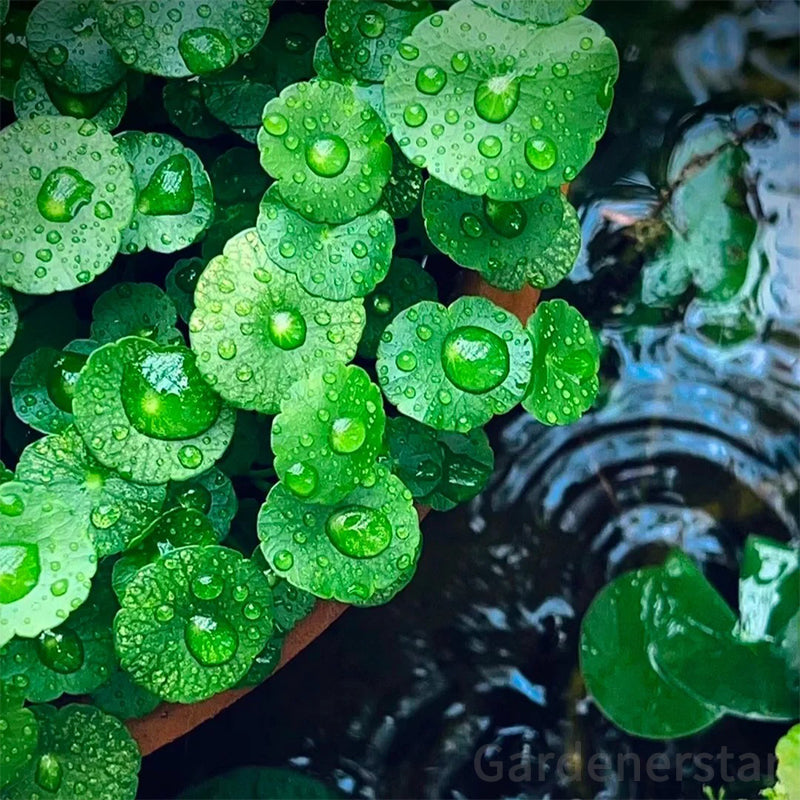 🍀Semillas de Hydrocotyle Vulgaris - Hierba de la moneda de cobre