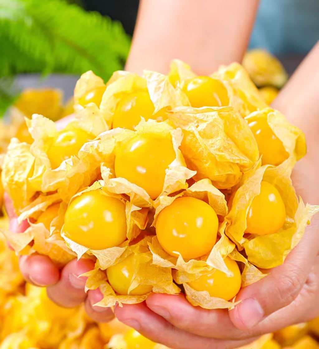 Semillas de Physalis Peruviana Golden Berry Semillas de Aguaymanto