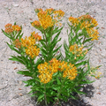 Semillas de flores amarillas de Asclepias Syriaca