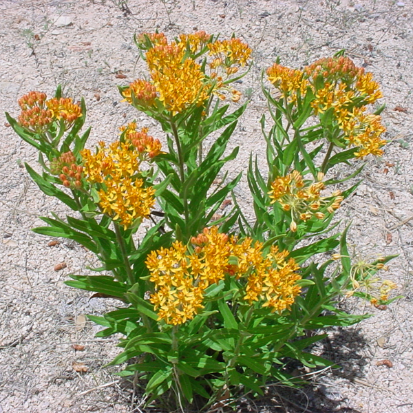 Semillas de flores amarillas de Asclepias Syriaca