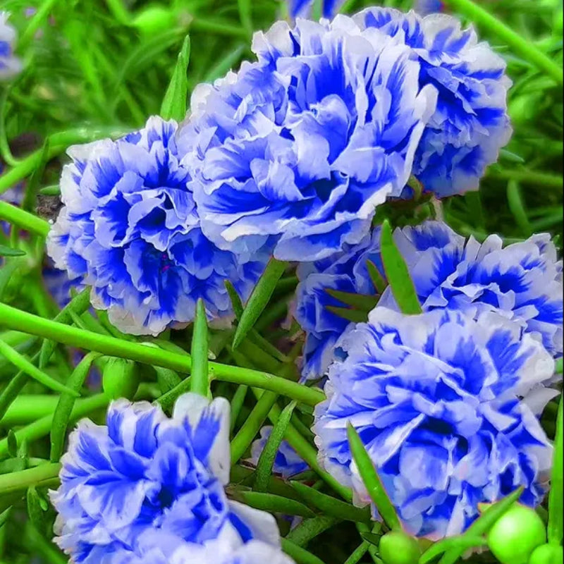 💙 Semillas de flores de portulaca multicolor