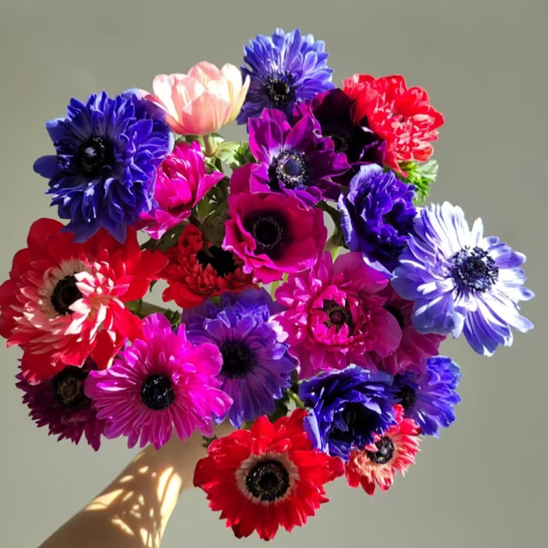 Anemone Seeds