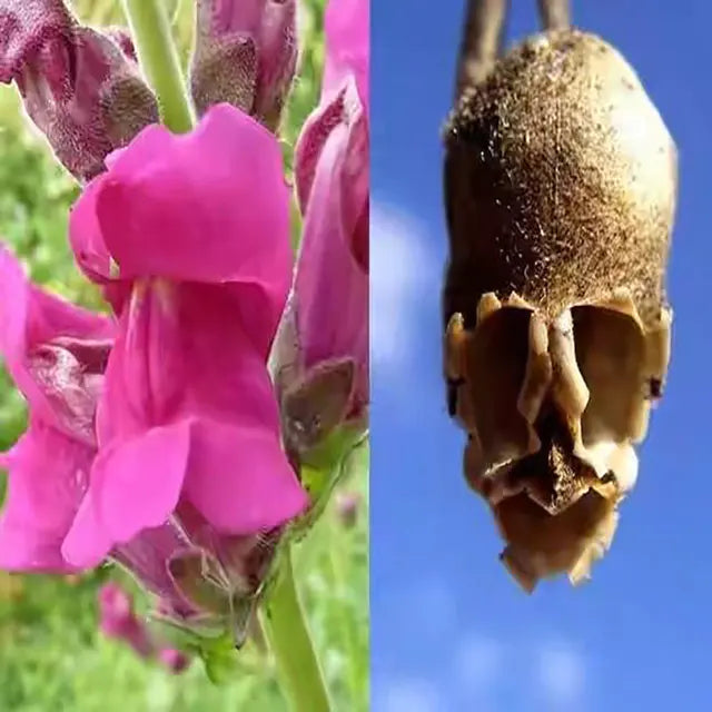 Semillas de mezcla personalizada de boca de dragón Skull Flower