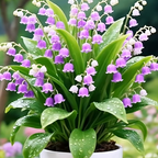 💐Lily of the Valley—Happiness Arrives