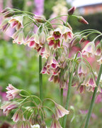 Semillas de ajo de miel siciliano (lirio abeja)