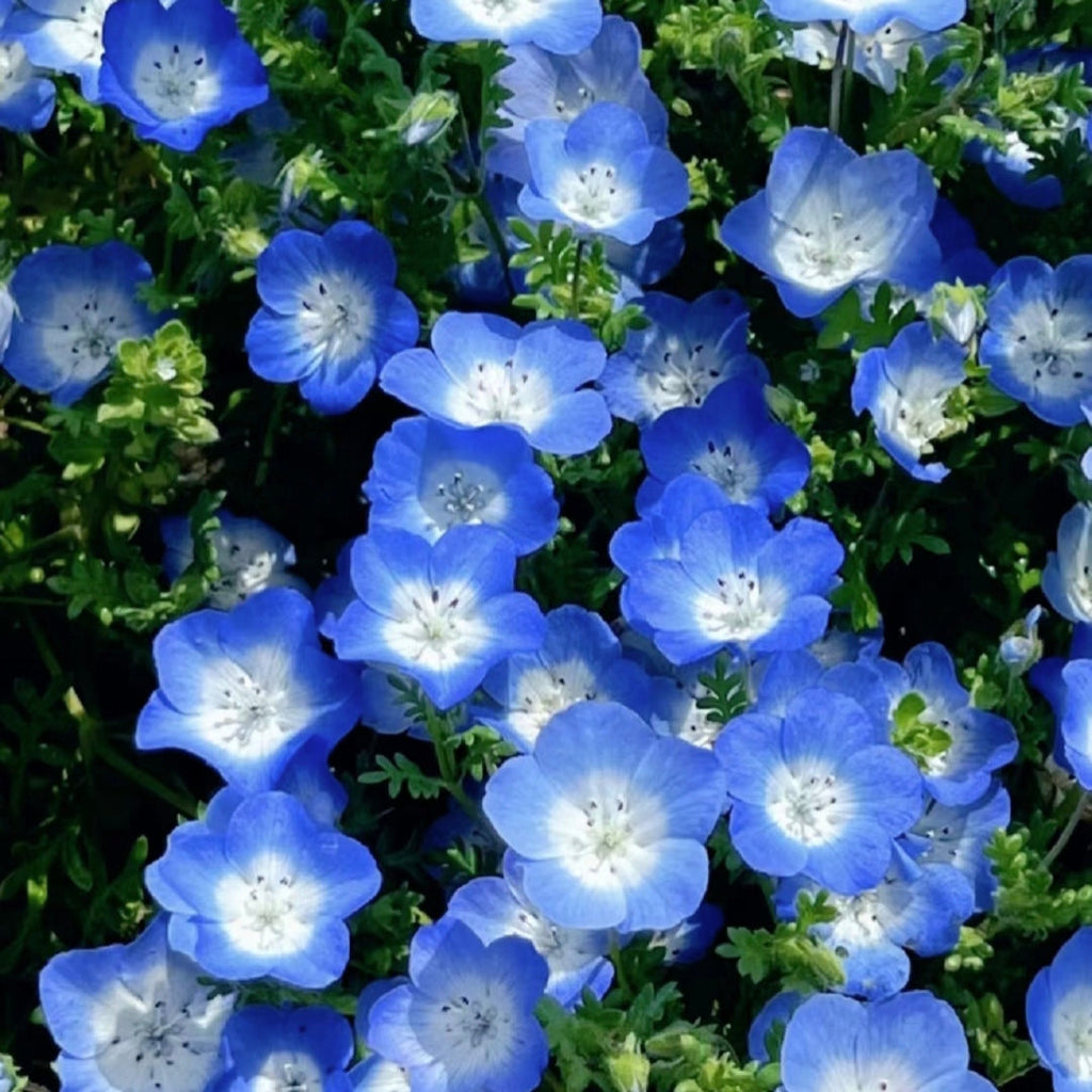 Nemophila-Ojos Azules de Bebé