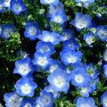 Nemophila-Ojos Azules de Bebé