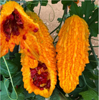 Semillas de uva Lai para jardín Semillas de calabaza amarga