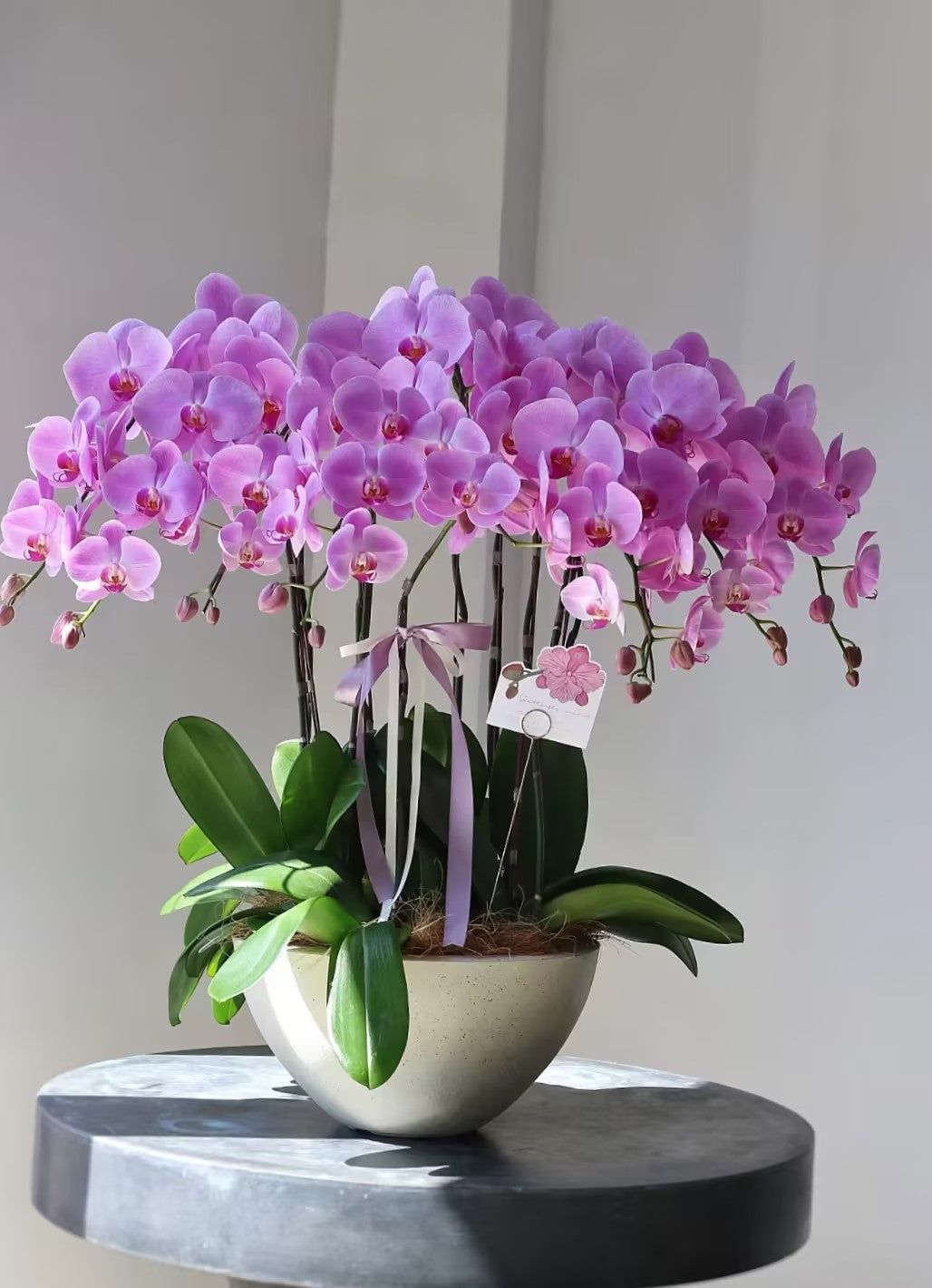 Semillas de Phalaenopsis-Reina de las Orquídeas