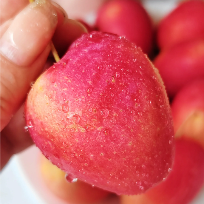Semillas de Mini Manzana Xantolis Stenosepala