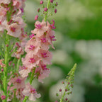 Verbascum Southern Charm Mezclado