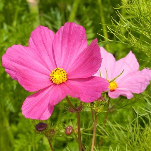 Cosmos rosa
