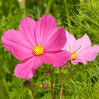 Cosmos rosa
