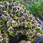 Double Petunia Seeds