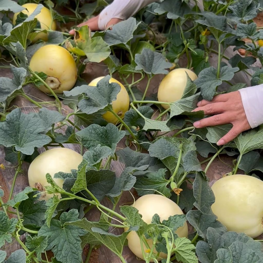 Semillas de melón perezosas