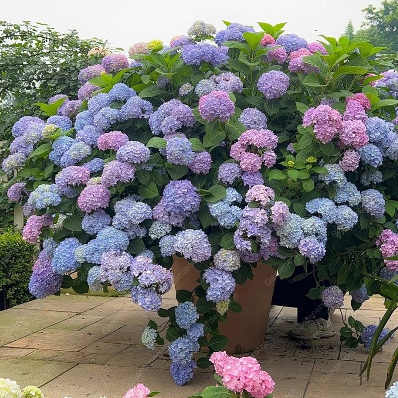💐Hortensia Endless Summer Falls