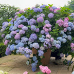 💐Hortensia Endless Summer Falls