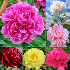 🔥ÚLTIMO DÍA 45% DE DESCUENTO🌺LA REINA DE LAS FLORES—PEONÍAS DE PÉTALOS DOBLES