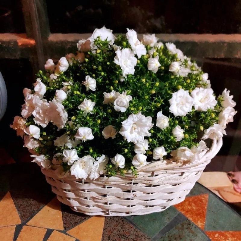 Semillas de Campanilla Doble