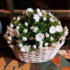 Semillas de Campanilla Doble
