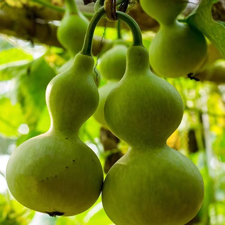 Semillas de calabaza pequeña retorcidas a mano