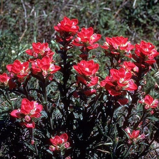 Semillas de flores de Pincel Indio Rojo Castilleja Indivisa