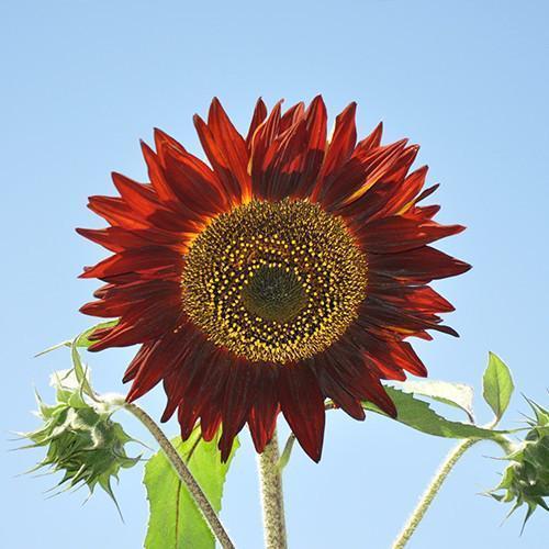 Girasol Infrarrojo Mix F1