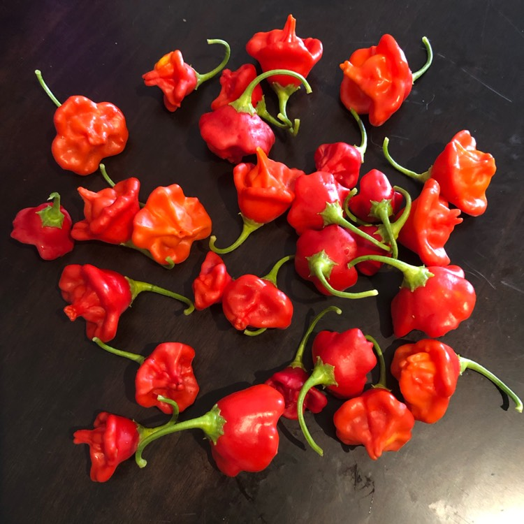 Semillas de pimiento "Corona de Obispo" (Capsicum baccatum)