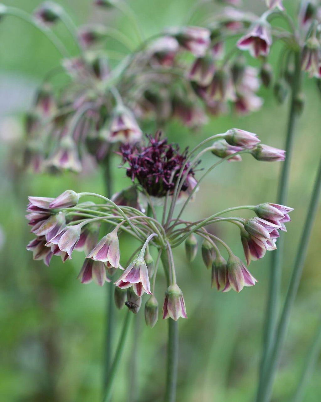 Semillas de ajo de miel siciliano (lirio abeja)